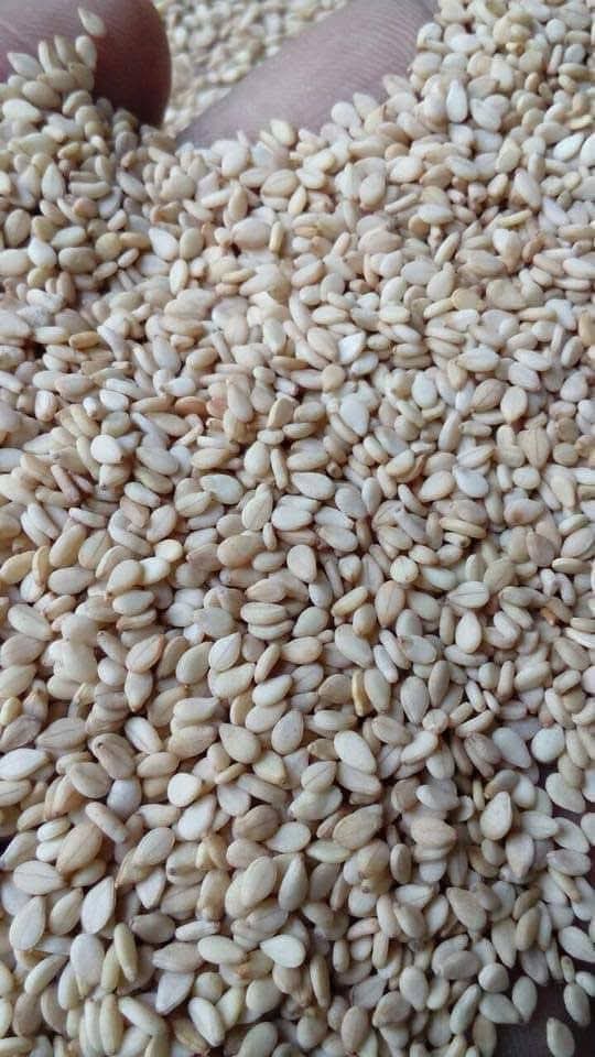 Sesame Seeds